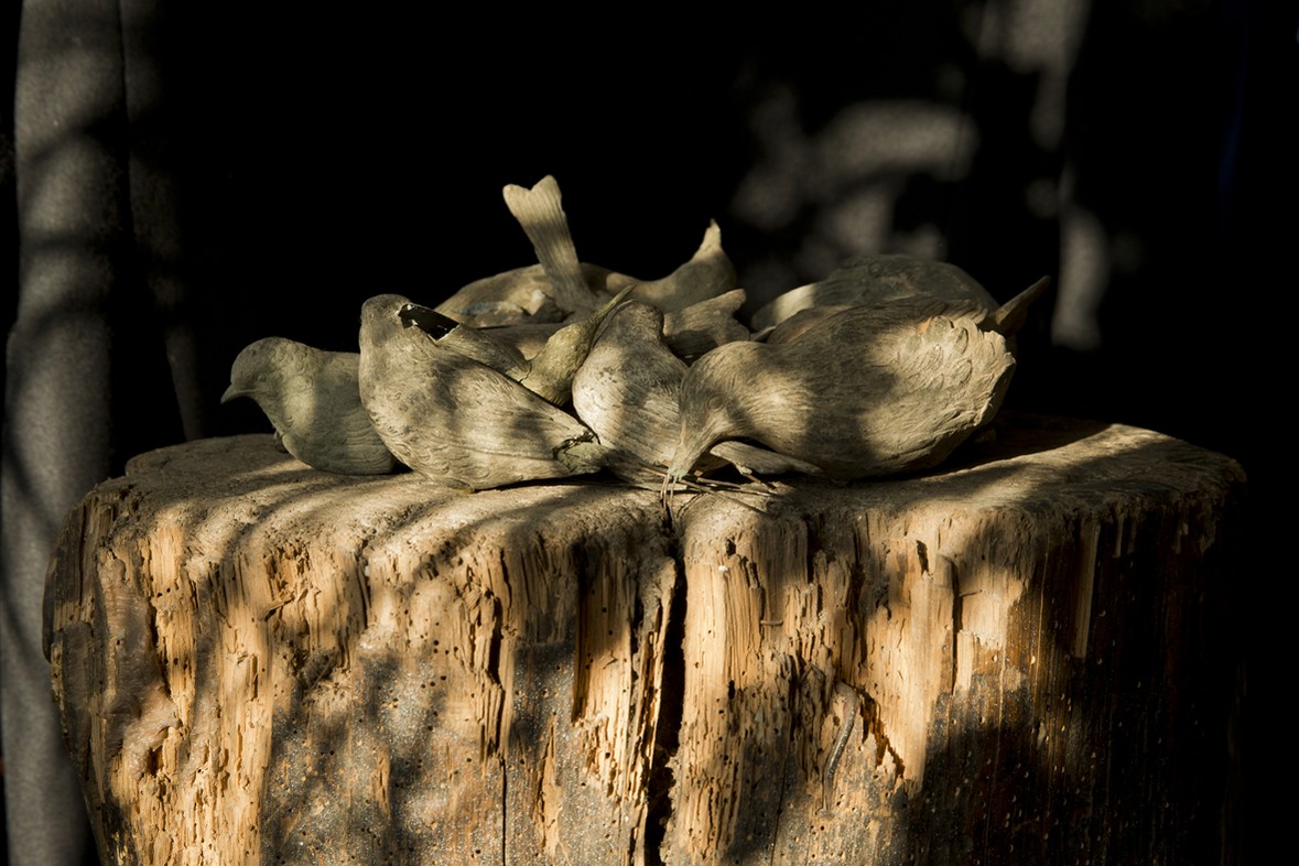 DIESCHWARZARBEIT - BIRDS